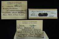 Acteon chehalisensis cf species