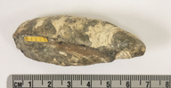 Mytilus edulis