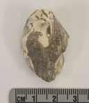 Mytilus