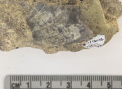 Mytilus