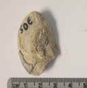 Mytilus