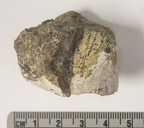 Mytilus