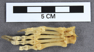 Mephitis mephitis