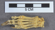 Mephitis mephitis