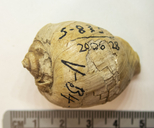 Pyruclia