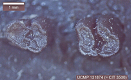 Presbymys lophatus