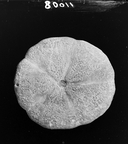 Astrodapsis tumidus