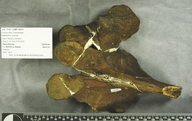 Mammuthus columbi