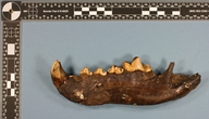 Aenocyon dirus