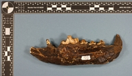 Aenocyon dirus