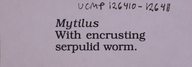 Mytilus