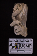 Mytilus