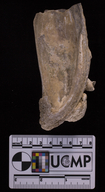 Mytilus