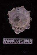 Spondylus victoriae