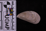 Mytilus