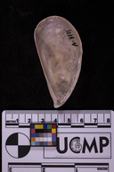 Mytilus