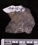Lepidocidaris sp.