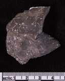 Lepidocidaris sp.