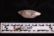 Portunites triangulum