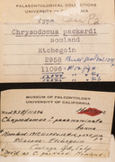 Chrysodomus packardi