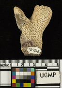 Pocillopora guadalupensis