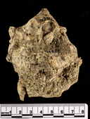 Rapana vaquerosensis