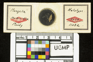  Mangelia  muricidea
