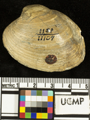 Callocardia californica