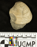 Chione mediostriata