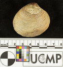 Antigona undosa