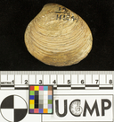 Antigona undosa