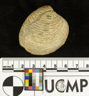 Antigona undosa