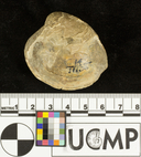 Antigona undosa