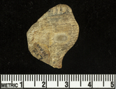 Searlesia dalli