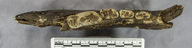 Aenocyon dirus