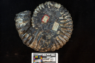 Ammonites remondii