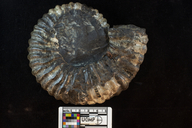 Ammonites remondii