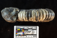 Ammonites remondii