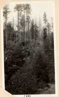 click for enlargement
