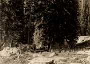 click for enlargement