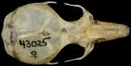 Peromyscus eremicus cinereus