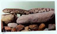 Ambystoma tigrinum