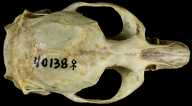 Microtus longicaudus halli