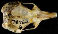 Perognathus longimembris gulosus