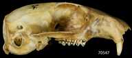 Urocitellus beldingi crebrus