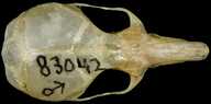 Peromyscus crinitus delgadilli
