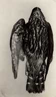 Falco columbarius suckleyi
