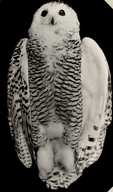 Bubo scandiacus