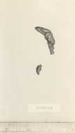 Spilogale gracilis