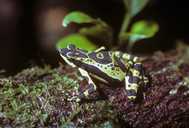 Atelopus spumarius